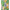 016419_multililpalmprowl_a5-sf