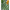 017872_multipalmprowl_a5-sf