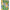 019078_multililpalmprowl_a6-sf