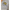 020811_multitropicalchestembellishment_a4-sf