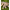 021148_goldmetallic_a4-sf_X00F26