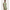 022401_multililpalmprowl-sf