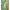 022401_multililpalmprowl_a4-sf