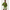 022641_multililpalmprowl-sf