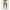 022641_multililpalmprowl_a2-sf