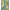 022641_multililpalmprowl_a4-sf
