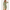 023508_multililpalmprowl-sf