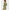 023508_multililpalmprowl_a1-sf